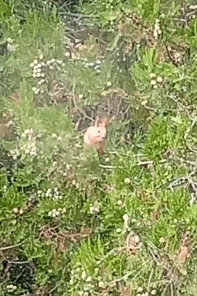 Не знаю, что про Новый год рассказывать, или Squirrel wishes