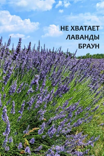 Не хватает Лаванды Браун