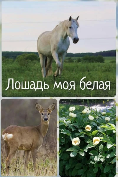 Лошадь моя белая