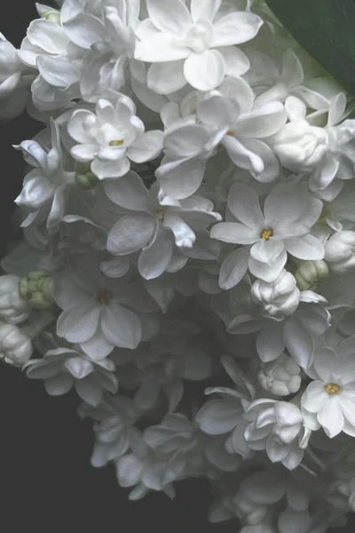 Сирень