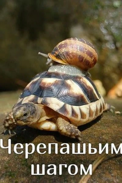 Черепашьим шагом