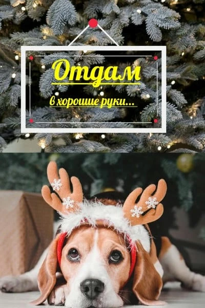 Отдам в хорошие руки
