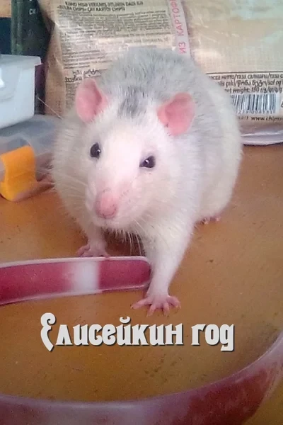 Елисейкин год