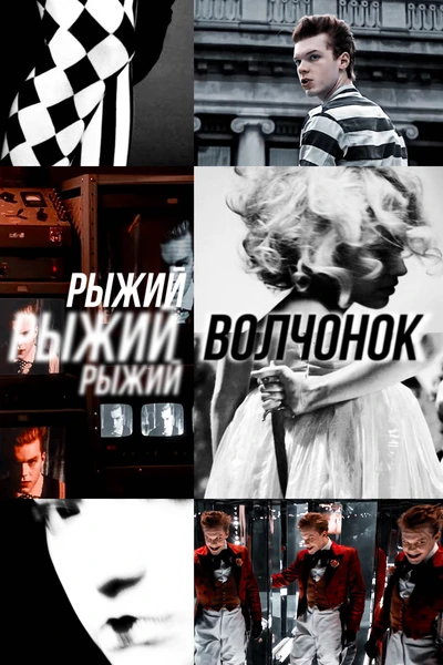 Рыжий волчонок