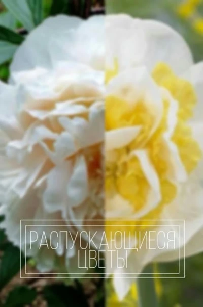 Распускающиеся цветы
