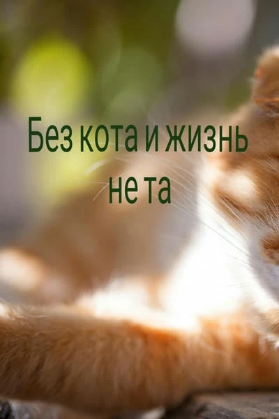 Без кота и жизнь не та