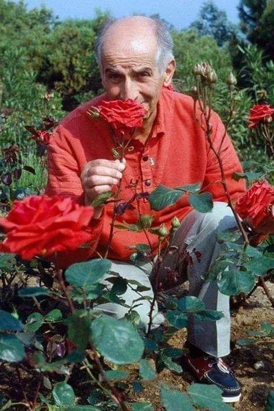 Розы для Луи де Фюнеса