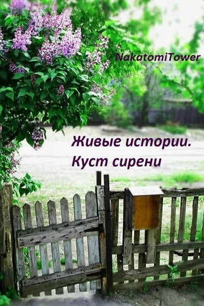Куст сирени