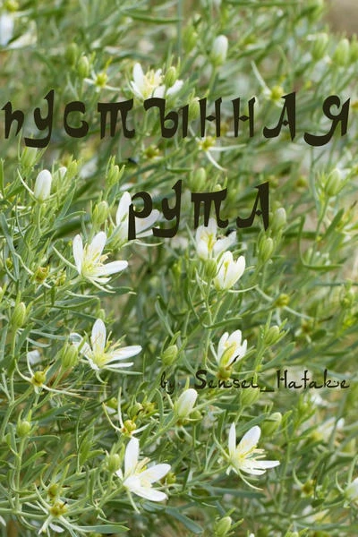 Пустынная рута