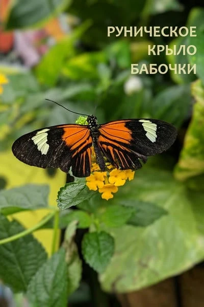 Руническое крыло бабочки