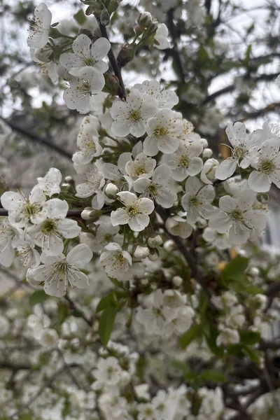 Весенние зарисовки