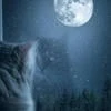 La chatte lunaire