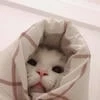 КОТИК ИЗ ШАНХАЯ