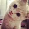 Джульетта Летти