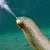 Sea Cucumber