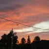 Пыльная плесень