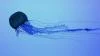 Jelly Fish