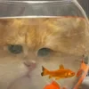 Дашичик топ