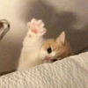 Метафизинка