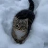 фиалковая асли
