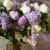 Юлия Сирень