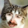 Гачимучи КоТЪ
