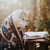 MedWolf