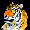 Limoks-blogs
