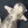 Ern1ees