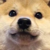 nedovyazhu