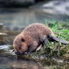 FatEagerBeaver