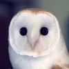 bagrurrra