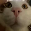 CosmoKami