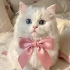 котик любит сметанку