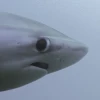 Зелёное Чудовище