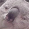 LilyaTseRaptorr