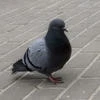 Rvgg_