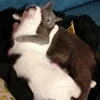drunk_cat