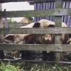 Зимние_Сестры