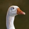 Гениальный иллиот