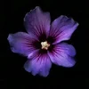 Rewritten_Gardener