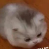 Doshiraaack