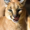 cat_mephistopheles