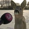 kapibara_popugaychik