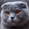 vladana_meow