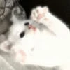 kaliko_cat