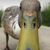 Немая Шу