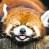 Rufus_Pandam