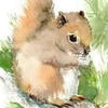 Sciurus_vulgaris