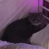 EliseevaVer212